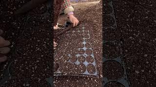 The packaging process of strawberry seedling-raising soil