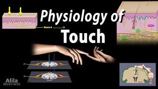 Physiology of Touch: Receptors and Pathways, Animation
