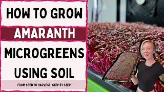 Soil & CocoCoir | How to Grow Red Garnet Amaranth Microgreens from Seed to Harvest | Tips & Tricks