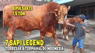 REKOR SAPI TERBESAR BELUM PECAH.! Inilah 7 Sapi Kurban Legend Terbesar & Termahal di Indonesia 2023