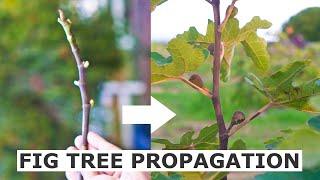 Propagate Fig Trees from Cuttings