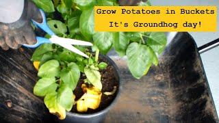Grow Potatoes in Buckets  Its Groundhog Day at HGV