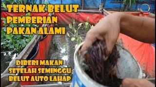 TERNAK BELUT || CARA PEMBERIAN PAKAN BELUT DARI ALAM || #ALC180 - 38