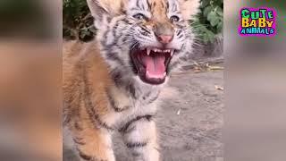 Adorable Tiger and Lion Cubs Roar Moments and Choose The Cutest