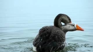 Geese Mating