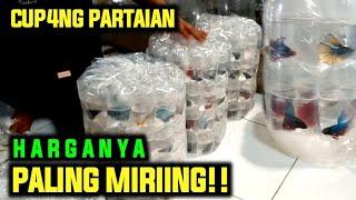 LAPAK IKAN CUPANG PARTAIAN || HARGANYA PALING MIRING