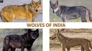 Wolves of India   | Mammals | Indian Animals