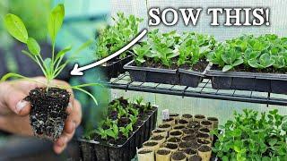 What to Sow in March for Self-Sufficiency