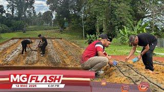 Mat Sabu Manfaat Tanah Lapang Di Laman Rumah Dengan Tanam Bawang #MGFlash