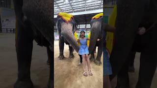 Guneet Darr Gai  #elephant #safari #harpreetsdc #funny | Harpreet SDC