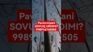 Pavlovniya MUTAXASIS +998916740505 #pavloniya #uzbekistan #uz #biznes #pavlovniya #узбекистан  #rek