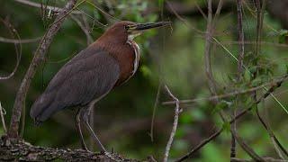 The Beautiful Birds Of Argentina | The Wild Place | BBC Studios