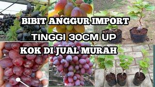 JUAL BIBIT ANGGUR IMPORT 2022