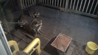 Friday below freezing with four raccoons