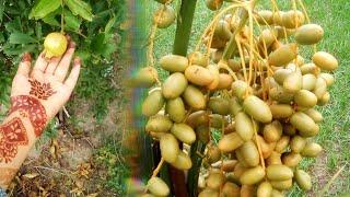 Roadside fruits plants / trees | Raw dates & Pomegranate | Fresh organic raw dates | زرعی یونیورسٹی