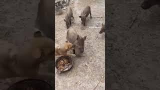 puppy and piglet fight over food