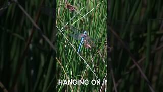 The Ultimate Pond Disaster: Armageddon Unleashed! #nature #wildlifefilmmaker #insects