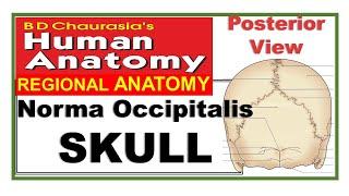 Chp1 | Skull | Norma Occipitalis | Posterior View of Skull | BD Chaurasia | Dr Asif Lectures