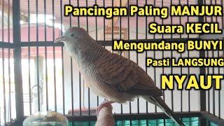 Perkutut Lokal Gacor Suara Kecil Pancingan Perkutut (%AMPUH BANGET) Bikin Cepat Nyaut Gacor..!!