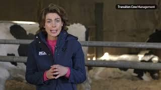 Milk Fever in Freshly Calved Cows