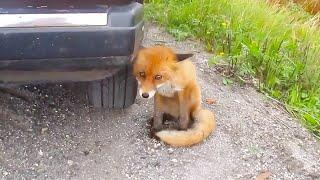 Rushing into the street to block the car, the fox cried and begged for help