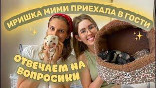 РЕАКЦИЯ ИРИШКИ МИМИ НА МОИХ КРЫС ОТВЕЧАЕМ НА ВОПРОСЫ ДРУГ ДРУГА