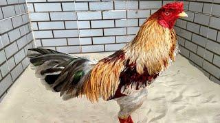 12/08 lên tóp 12 chiến kê hiệu phục vụ ae 0382360959 #chicken #rooster #xuhuong #dexuatyoutube