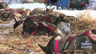 Iditarod 53: Mushers, dogs rest after 'sandstorm' near Tanana