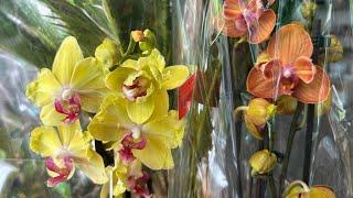 Вау! Обзор Орхидей ( Одесса садовый центр )