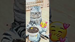 video kucing lucu 