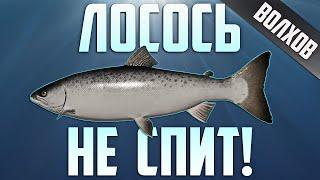 Russian Fishing 4 /Русская рыбалка 4 ▶ р.Волхов Щука Лосось ладожский )))