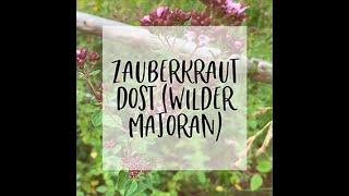 Gesund und köstlich: Dost (=Wilder Majoran, =Oregano)