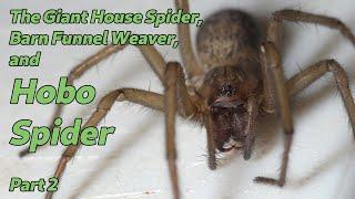 Hobo Spider, Giant House Spider, and Barn Funnel Weaver Part 2 - The Spiders in Your House