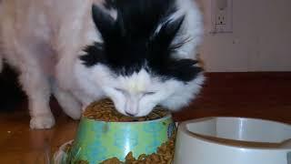 FAT CAT EATING ASMR!!!!!!!!!!!!!!