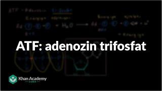 ATF: adenozin trifosfat | Energiya va fermentlar | Biologiya