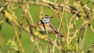 Blaukehlchen Gesang