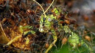Army Ants Rampage Through The Forest  | The Hunt | BBC Earth