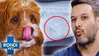 Can Sharp Chicken Bone Pass Through Pup's Insides With No Harm?️ Bondi Vet Clips | Bondi Vet