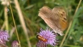 Meadow Brown Female