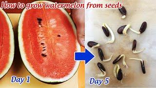 How to grow watermelon from seeds