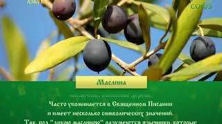 Православная азбука. Маслина