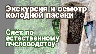 Экскурсия и осмотр колодной пасеки. Слёт по естественному пчеловодству. Часть 4(10)