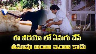 ఈ  వీడియో లో  ఏనుగు  చేసే  తమాషా అంతా ఇంతా కాదు  | Elephant Comedy | ETV