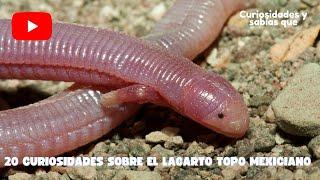 20 Curiosidades sobre el Lagarto topo mexicano.