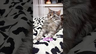 МЕЙНКУНЫ НЕИГРИВЫЕ? #cats #мейнкун #top #сибирскаякошка