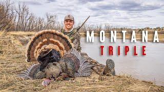 Lee's First PUBLIC LAND Turkey!! (TRIPLE in Montana)