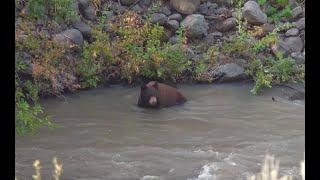 CALLING IN A BEAR WITH A WATER BOTTLE ACROSS A RIVER