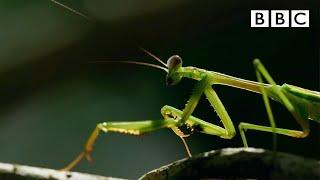 The Headless Mating Mantis  | The Mating Game - BBC