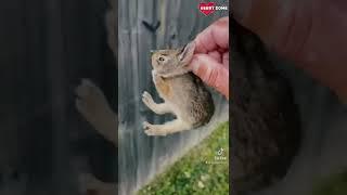 Baby Bunny Screaming After Being Rescue from Hungry Dogs || Heartsome 