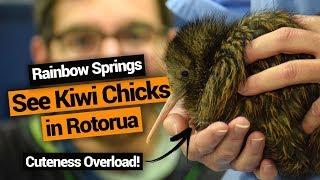 ️ Rainbow Springs: Where to See Kiwi Birds in Rotorua – New Zealand's Biggest Gap Year